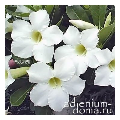 Adenium Obesum Desert Rose SUPER PLATINUM