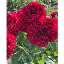 Пион Кэрол, арт.: 74681