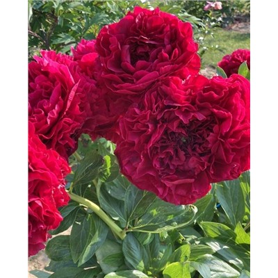 Пион Кэрол, арт.: 74681