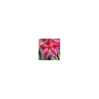 Adenium Obesum Desert Rose STAR IN STYLE