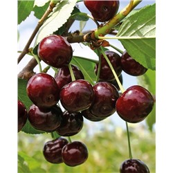 Саженцы Вишня Шоколадница, арт.: 6502