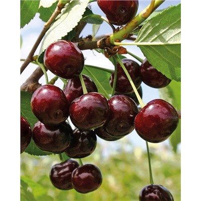 Саженцы Вишня Шоколадница, арт.: 6502