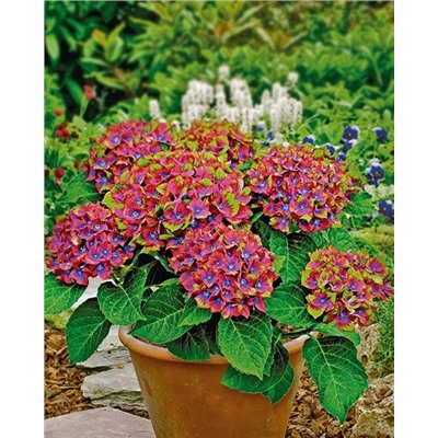 Саженцы Гортензия крупнолистная Шлосс Вакербарт, арт.: 69276
