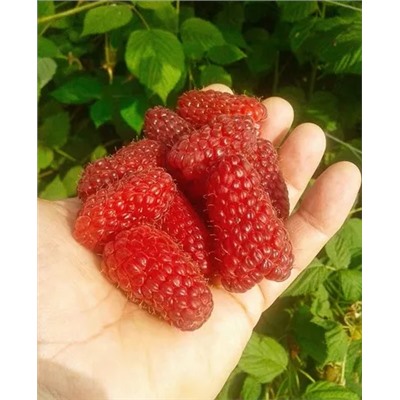 Саженцы Саженцы Малина Лячка, арт.: 975