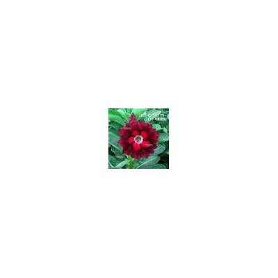 Adenium Obesum Double Flower NEW-256