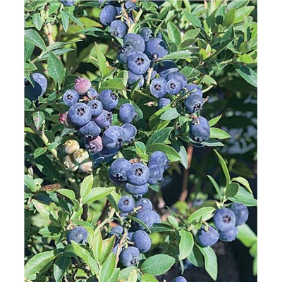 Голубика Топ Хэт, арт.: 883