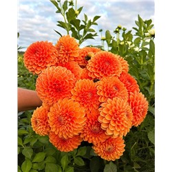 Клубни Георгин шаровидный Сильвия, арт.: 74620