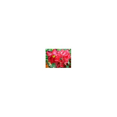 Adenium Obesum Double Flower DOXON