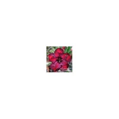 Adenium Obesum Double Flower NEW-121