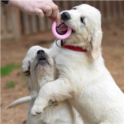 Игрушка плавающая для собак «Обруч» Пижон Premium, вспененный TPR, 8 см, розовая