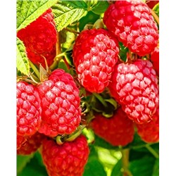 Саженцы Саженцы Малина Конёк-Горбунок, арт.: 74465