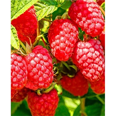 Саженцы Саженцы Малина Конёк-Горбунок, арт.: 74465