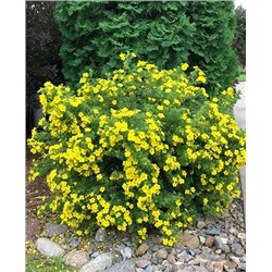 Саженцы Лапчатка кустарниковая Голдфингер, арт.: 69750