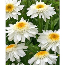 Саженцы Нивяник Санни Сайд Ап, арт.: 73254