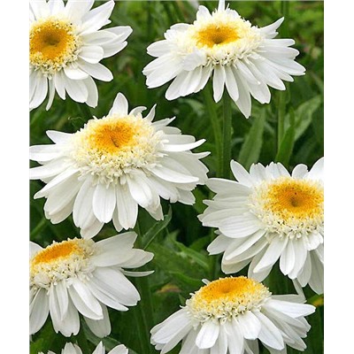 Саженцы Нивяник Санни Сайд Ап, арт.: 73254