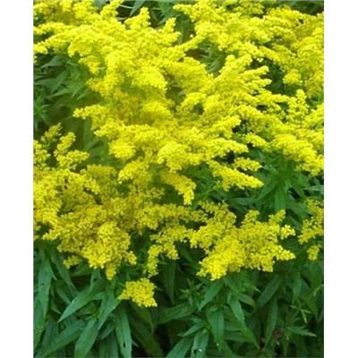 Золотарник Голдкинг, арт.: 73100