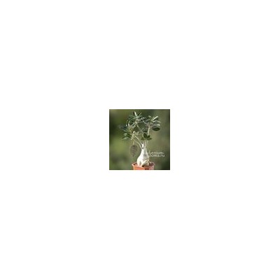 Подвеска большая АЖУРНЫЙ ЛИСТ бронза (Folium)