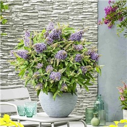 Саженцы Буддлея Баттерфляй Кенди Литл Лила, арт.: 70403