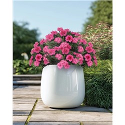 Саженцы Гвоздика Оскар Неон Пинк, арт.: 74586