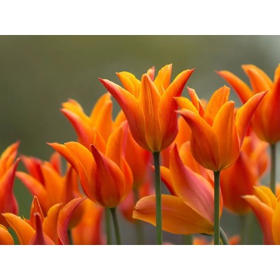 Тюльпан Ballade Orange "Баллада Оранж" 5шт
