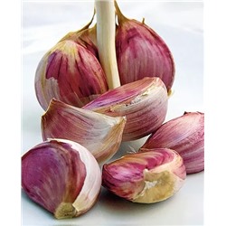 Чеснок озимый Подарок 10шт, арт.: 1288