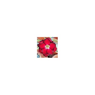 Adenium Obesum Double Flower NEW-138