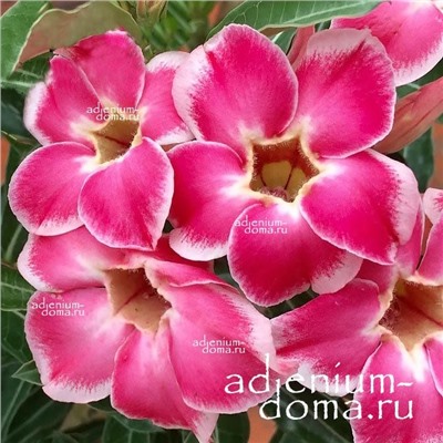 Adenium Obesum Desert Rose CRYSTAL JADE
