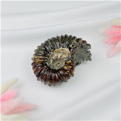 Радуга Самоцветов Аммонит