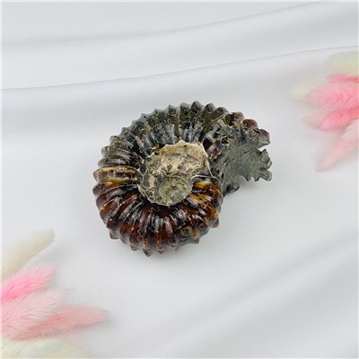 Радуга Самоцветов Аммонит