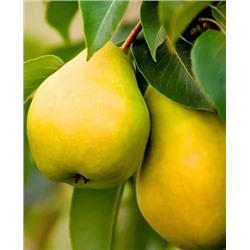 Саженцы Груша колонновидная Медовая, арт.: 69228