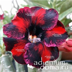 Adenium Obesum Desert Rose SOLITE