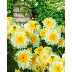 Саженцы Хризантема корейская Элен вайт, арт.: 1968