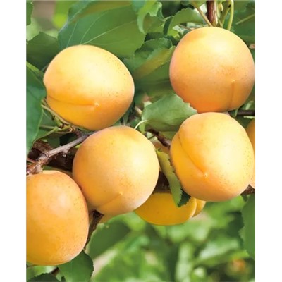 Саженцы Абрикос Водолей, арт.: 949