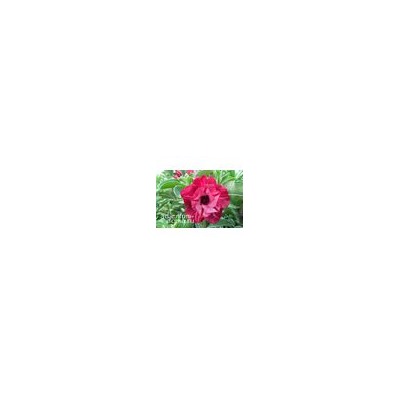 Adenium Obesum Double Flower NEW-266