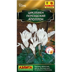 1668 Цикламен персидский Аполлон 3шт
