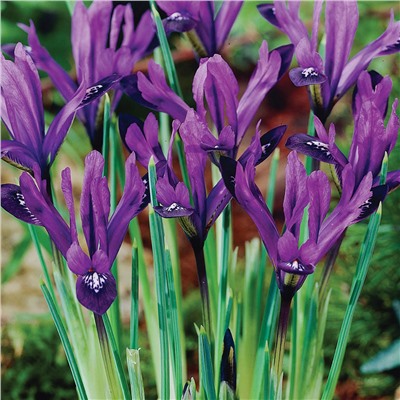 Ирис Reticulata Purple Gem "Пурпл Гем" 5шт