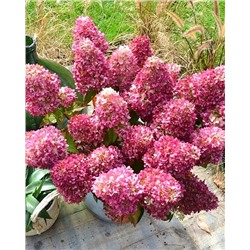 Саженцы Гортензия метельчатая Редлайт, арт.: 74741