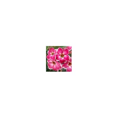 Adenium Obesum Desert Rose CRYSTAL JADE