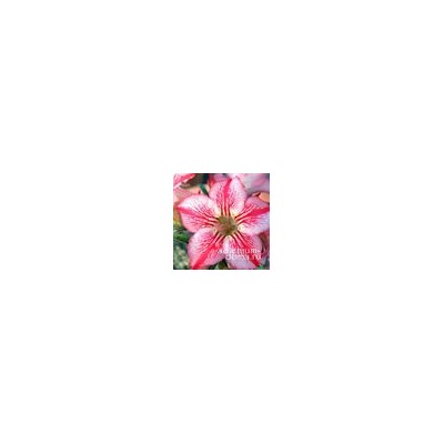 Adenium Obesum Desert Rose STAR OF HOPE