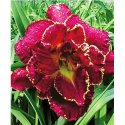 Корни (саженцы) Лилейник Найнс миллениум, фасовка: 1 саженец, арт.: 70333