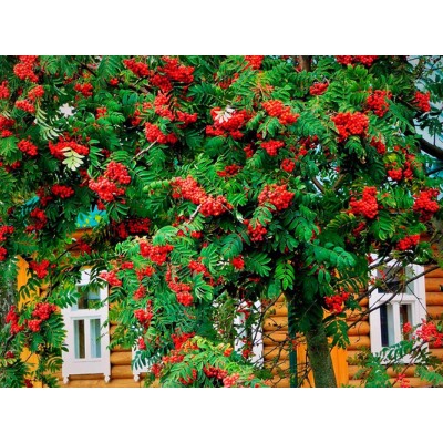 Рябина обыкновенная