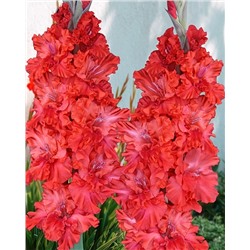 Луковицы Гладиолус Метель Августа, арт.: 74996