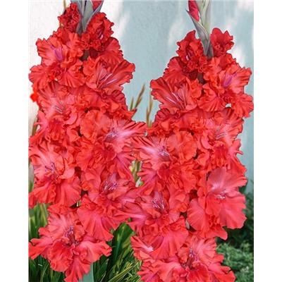 Луковицы Гладиолус Метель Августа, арт.: 74996