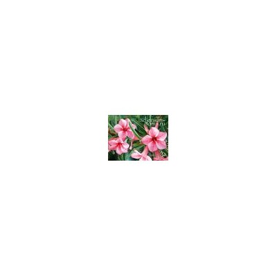 Adenium Obesum Desert Rose STAR OF RED SPARKLES