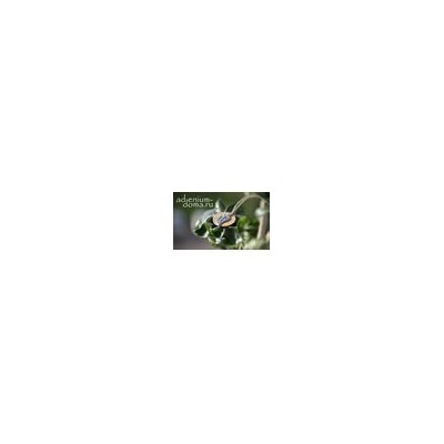 Подвеска ЛИСТ I серебристый (Folium)