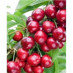 Саженцы Черешня Свитхарт, арт.: 70276