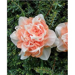 Луковицы Нарцисс Пинк Парадайз, арт.: 73215