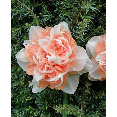 Луковицы Нарцисс Пинк Парадайз, арт.: 73215