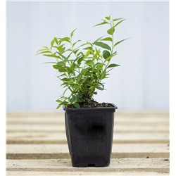 Саженцы Спирея Литтл Принцесс, арт.: 69295