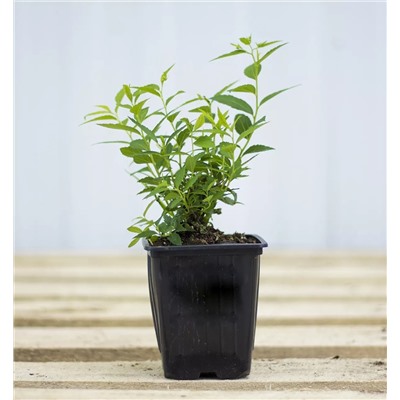 Саженцы Спирея Литтл Принцесс, арт.: 69295